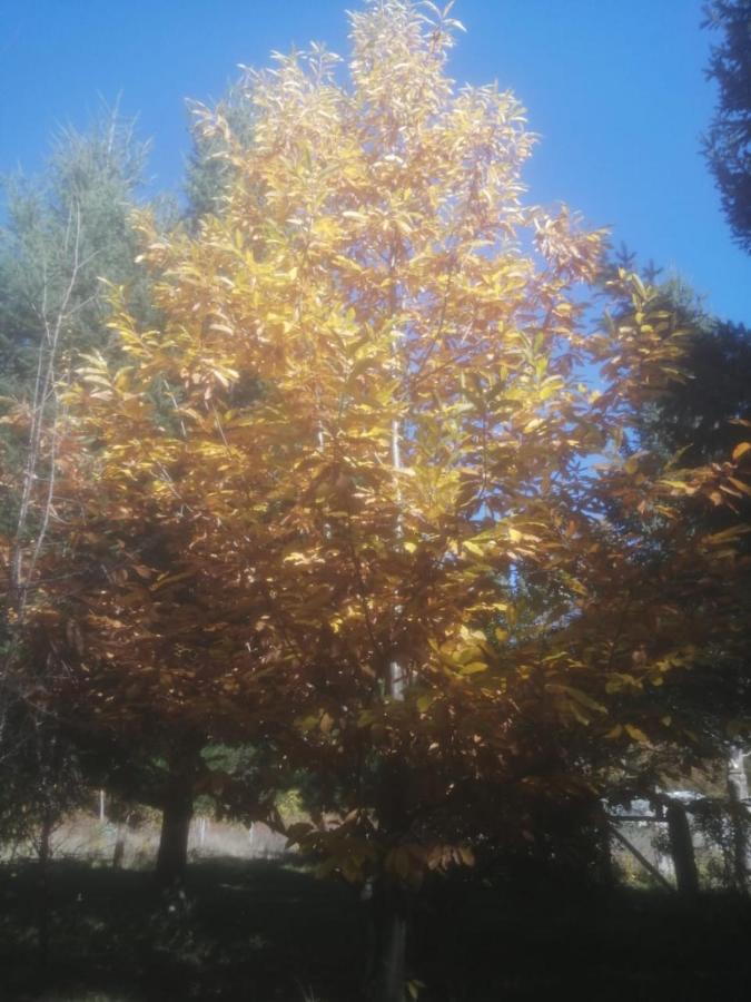 Cabana May Pao, Para 3 En Melipeuco Cerca Del Parque Nacional Conguillio Zewnętrze zdjęcie