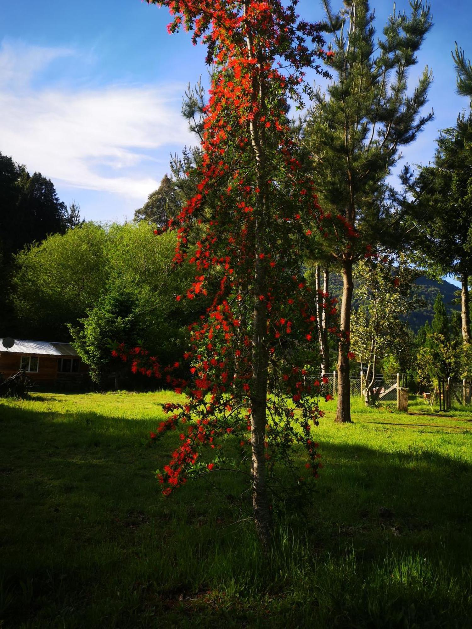 Cabana May Pao, Para 3 En Melipeuco Cerca Del Parque Nacional Conguillio Zewnętrze zdjęcie
